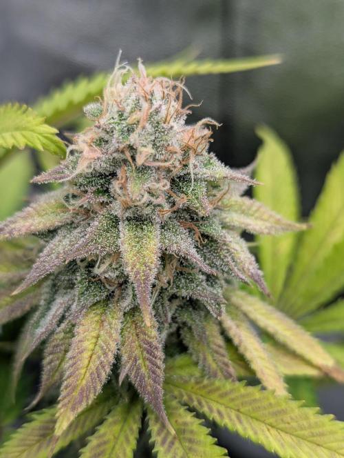 60x60cm - 3 Strain Grow - 100W. Week 12 - Rainbow Melon 