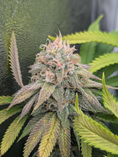 60x60cm - 3 Strain Grow - 100W. Week 12 - Rainbow Melon 