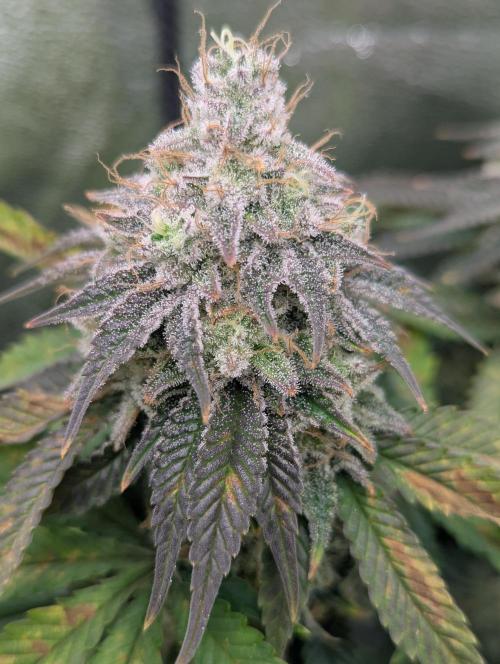 60x60cm - 3 Strain Grow - 100W. Week 12 - Ayahuasca Purple 
