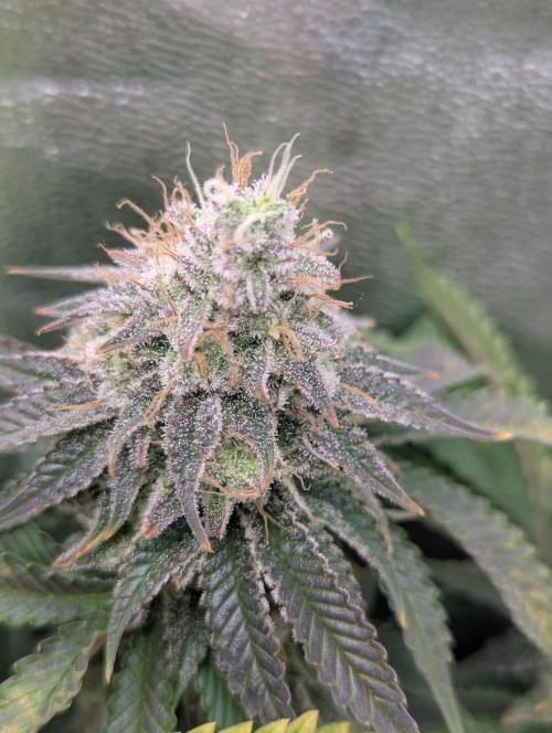 60x60cm - 3 Strain Grow - 100W. Week 12 - Ayahuasca Purple 