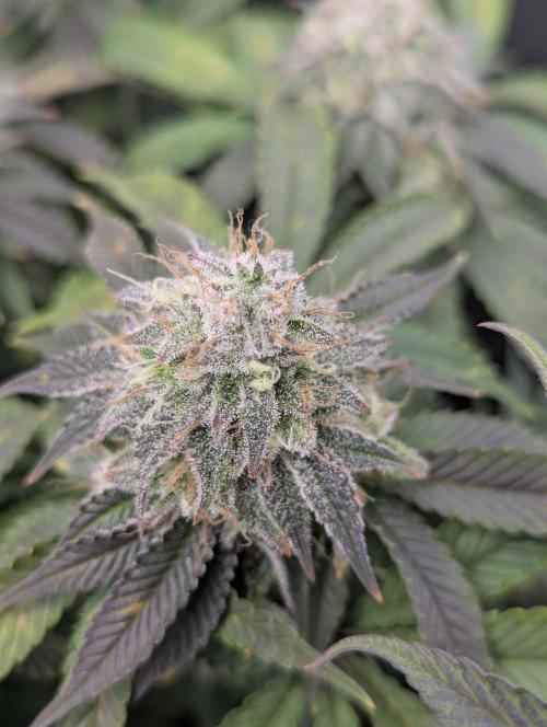 60x60cm - 3 Strain Grow - 100W. Week 12 - Ayahuasca Purple 