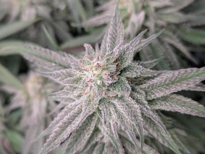 60x60cm - 3 Strain Grow - 100W. Week 12 - Blue Zushi 