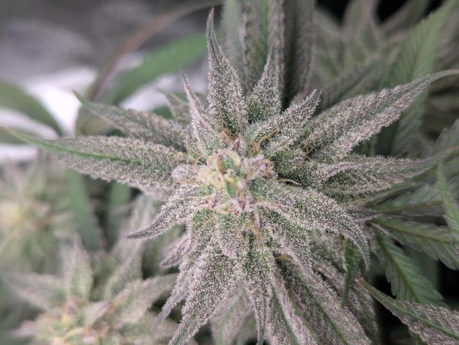 60x60cm - 3 Strain Grow - 100W. Week 12 - Blue Zushi 