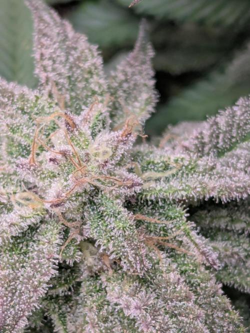 60x60cm - 3 Strain Grow - 100W. Week 12 - Blue Zushi 