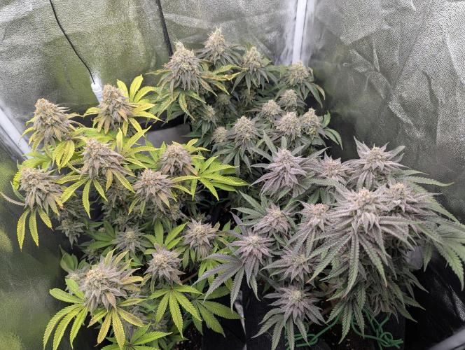 60x60cm - 3 Strain Grow - 100W. Week 13