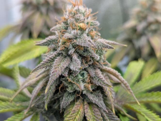 60x60cm - 3 Strain Grow - 100W. Week 13 - Rainbow Melon 