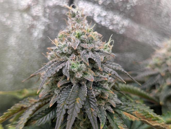 60x60cm - 3 Strain Grow - 100W. Week 13 - Ayahuasca Purple 