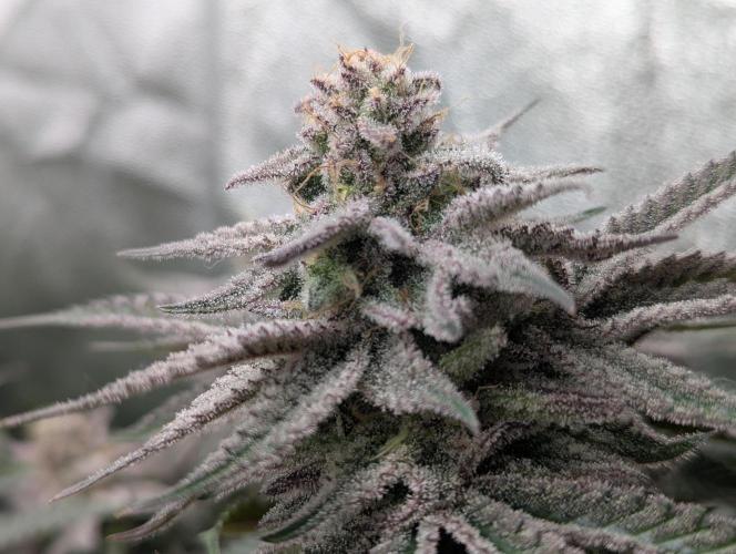 60x60cm - 3 Strain Grow - 100W. Week 13 - Blue Zushi 