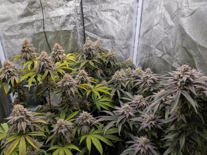 60x60cm - 3 Strain Grow - 100W. Week 14