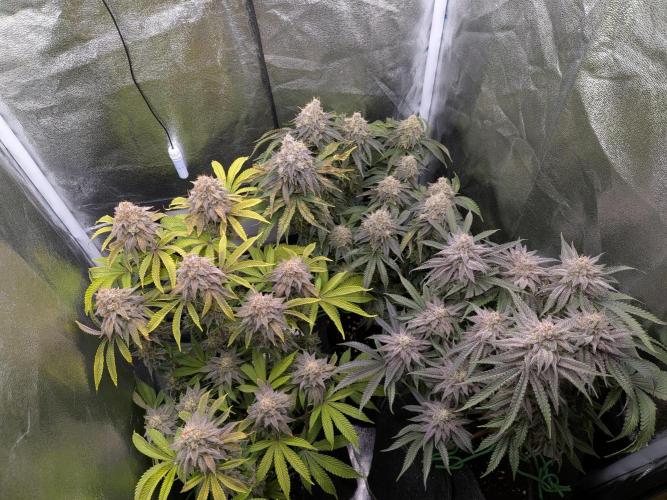 60x60cm - 3 Strain Grow - 100W. Week 14