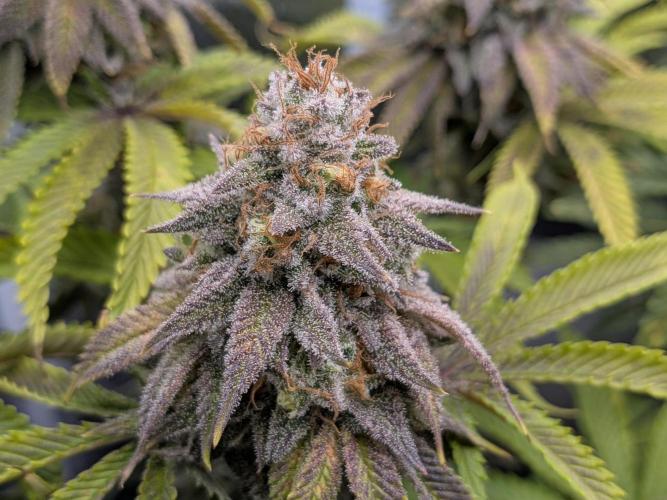 60x60cm - 3 Strain Grow - 100W. Week 14 - Rainbow Melon 