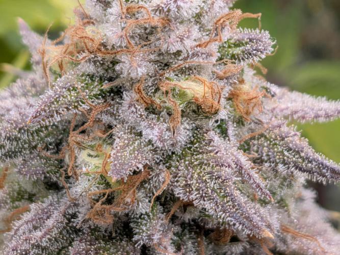 60x60cm - 3 Strain Grow - 100W. Week 14 - Rainbow Melon 