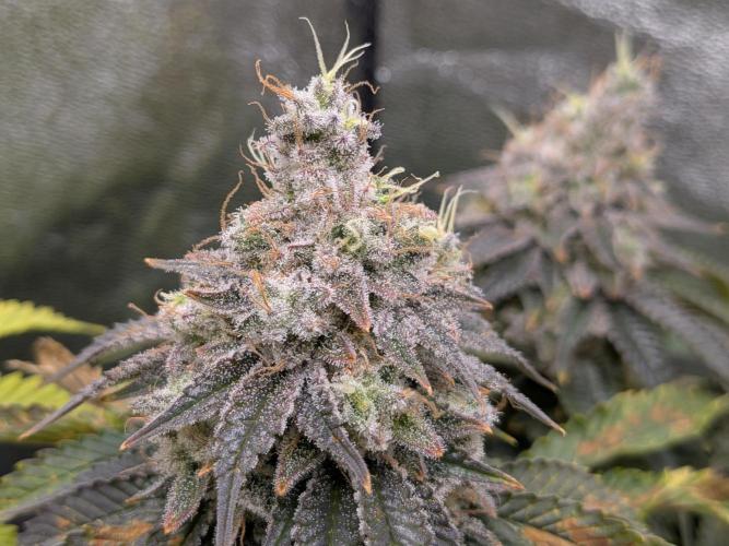 60x60cm - 3 Strain Grow - 100W. Week 14 - Ayahuasca Purple 