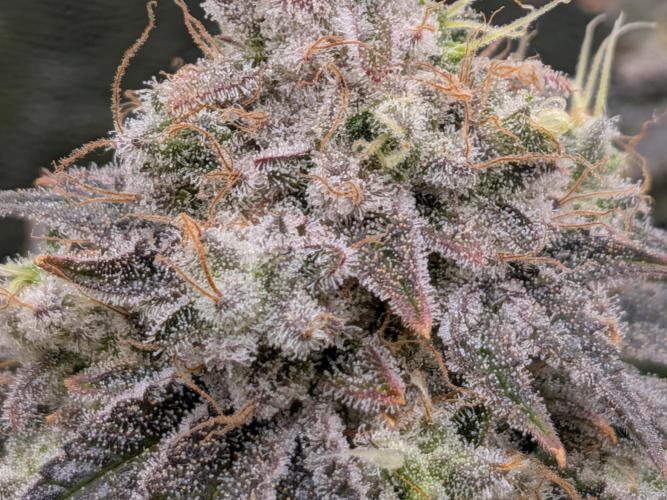 60x60cm - 3 Strain Grow - 100W. Week 14 - Ayahuasca Purple 