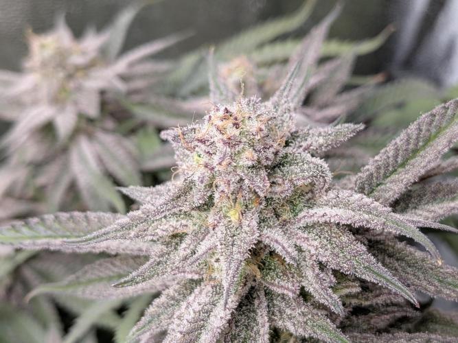 60x60cm - 3 Strain Grow - 100W. Week 14 - Blue Zushi 