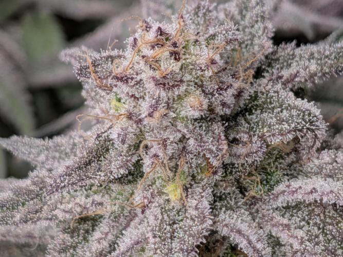 60x60cm - 3 Strain Grow - 100W. Week 14 - Blue Zushi