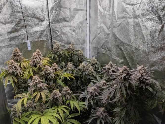 60x60cm - 3 Strain Grow - 100W. Week 15