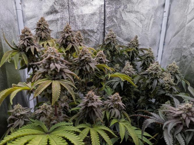 60x60cm - 3 Strain Grow - 100W. Week 15