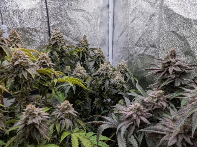 60x60cm - 3 Strain Grow - 100W. Week 15