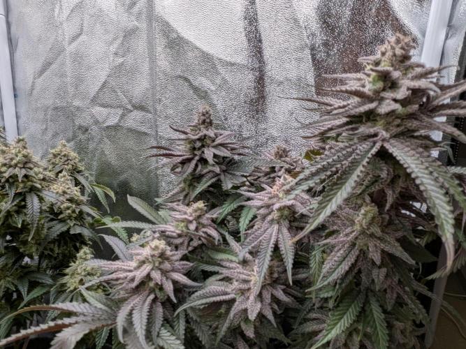 60x60cm - 3 Strain Grow - 100W. Week 15