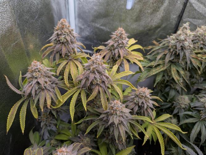 60x60cm - 3 Strain Grow - 100W. Week 15 - Rainbow Melon 