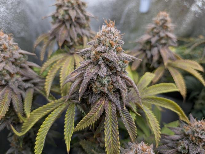 60x60cm - 3 Strain Grow - 100W. Week 15 - Rainbow Melon 