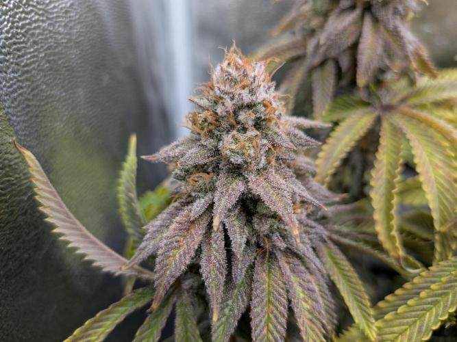 60x60cm - 3 Strain Grow - 100W. Week 15 - Rainbow Melon 