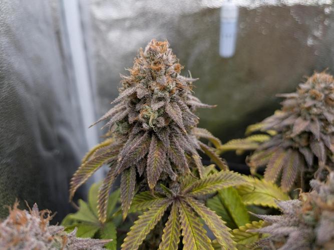 60x60cm - 3 Strain Grow - 100W. Week 15 - Rainbow Melon 
