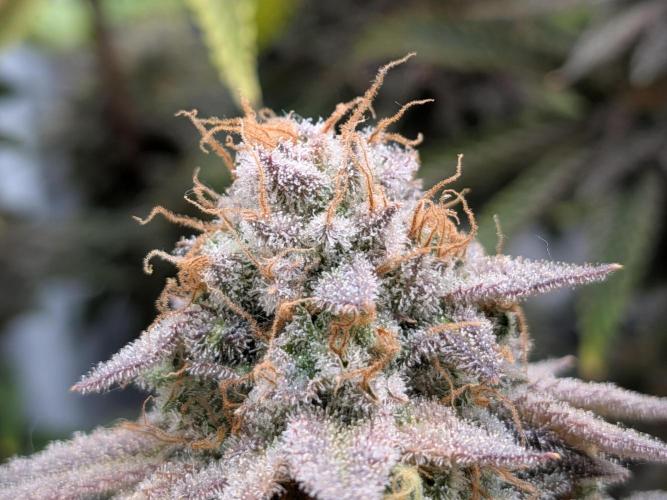 60x60cm - 3 Strain Grow - 100W. Week 15 - Rainbow Melon 