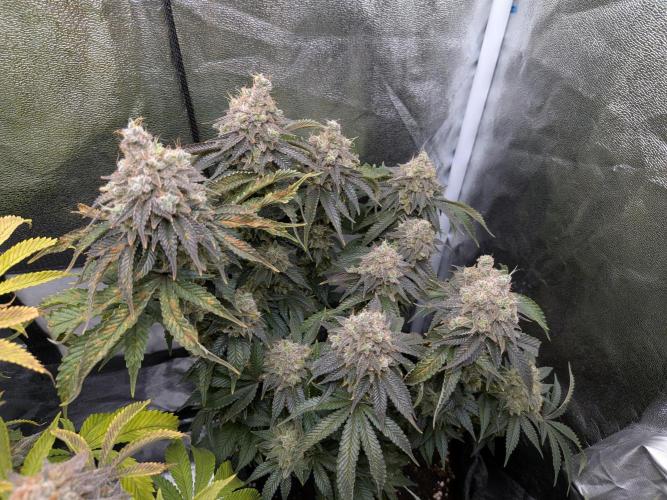 60x60cm - 3 Strain Grow - 100W. Week 15 - Ayahuasca Purple 