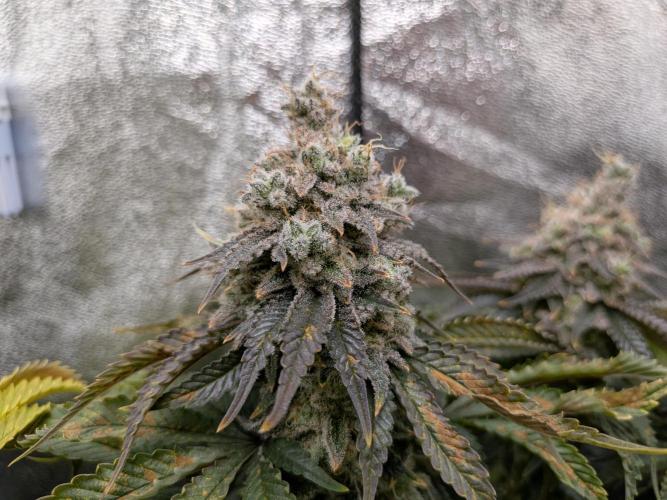 60x60cm - 3 Strain Grow - 100W. Week 15 - Ayahuasca Purple 