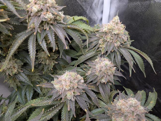 60x60cm - 3 Strain Grow - 100W. Week 15 - Ayahuasca Purple 