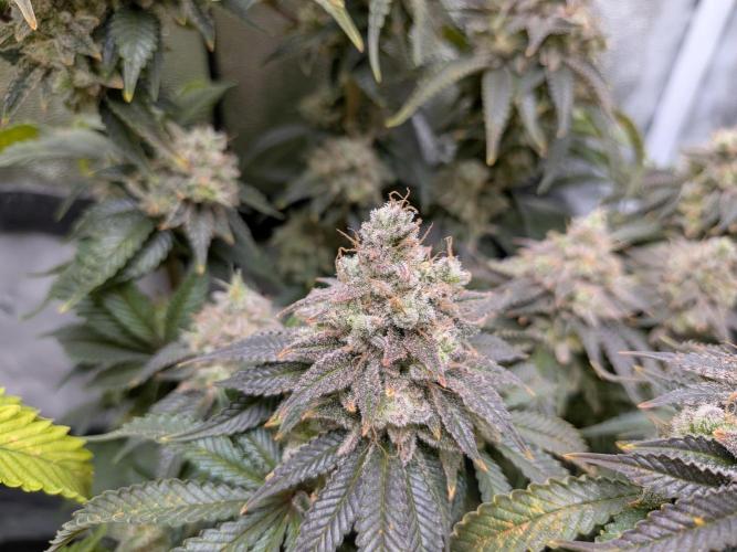 60x60cm - 3 Strain Grow - 100W. Week 15 - Ayahuasca Purple 