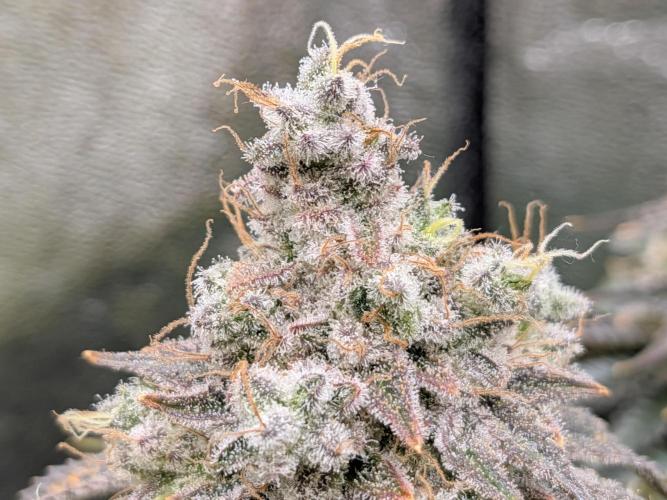 60x60cm - 3 Strain Grow - 100W. Week 15 - Ayahuasca Purple 