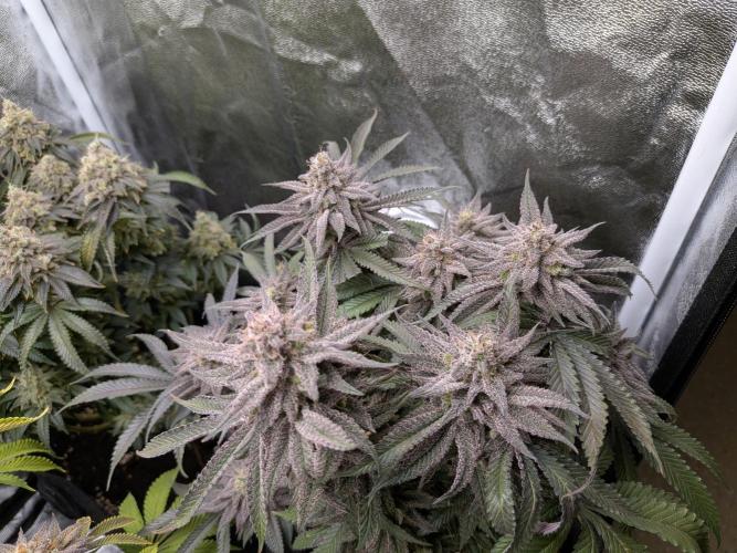 60x60cm - 3 Strain Grow - 100W. Week 15 - Blue Zushi 