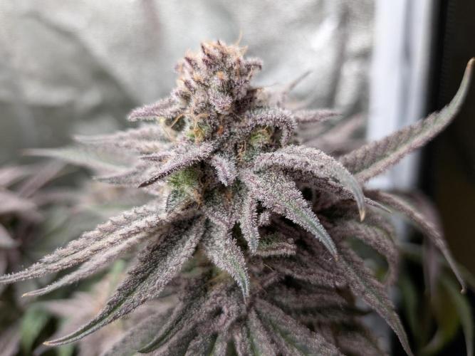 60x60cm - 3 Strain Grow - 100W. Week 15 - Blue Zushi 