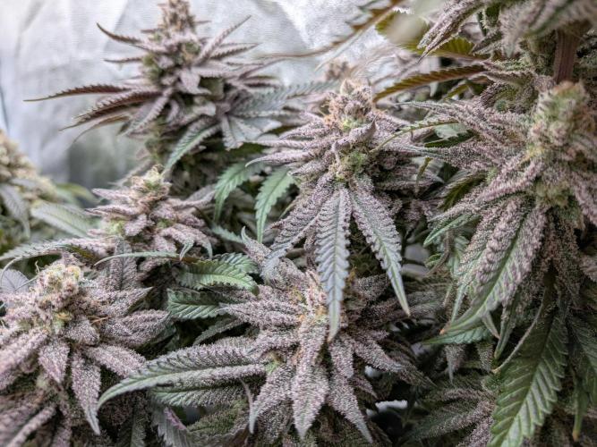 60x60cm - 3 Strain Grow - 100W. Week 15 - Blue Zushi 