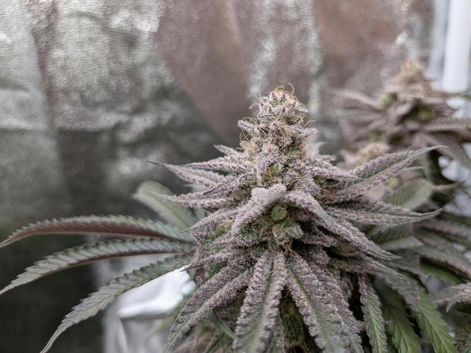 60x60cm - 3 Strain Grow - 100W. Week 15 - Blue Zushi 