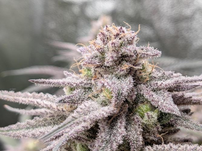 60x60cm - 3 Strain Grow - 100W. Week 15 - Blue Zushi 