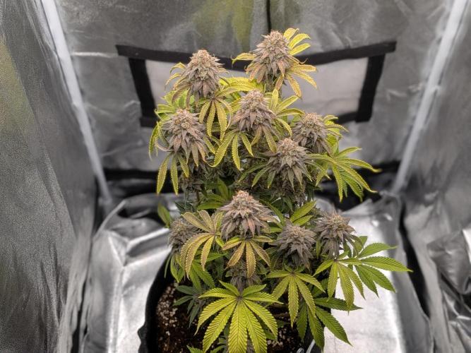 60x60cm - 3 Strain Grow - 100W. Week 16