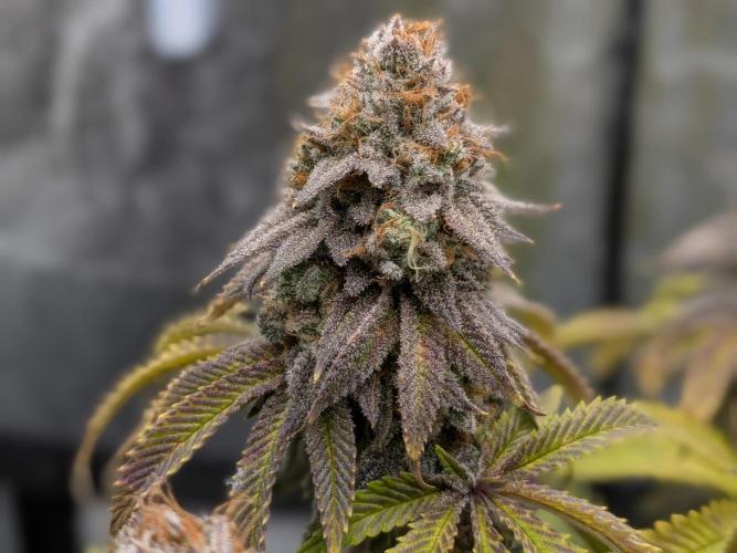 60x60cm - 3 Strain Grow - 100W. Week 16