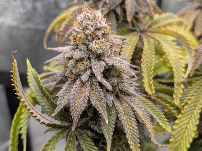 60x60cm - 3 Strain Grow - 100W. Week 16