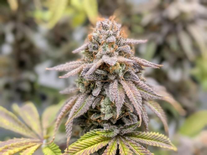 60x60cm - 3 Strain Grow - 100W. Week 16