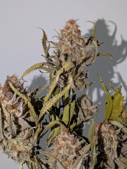 60x60cm - 3 Strain Grow - 100W. Week 16