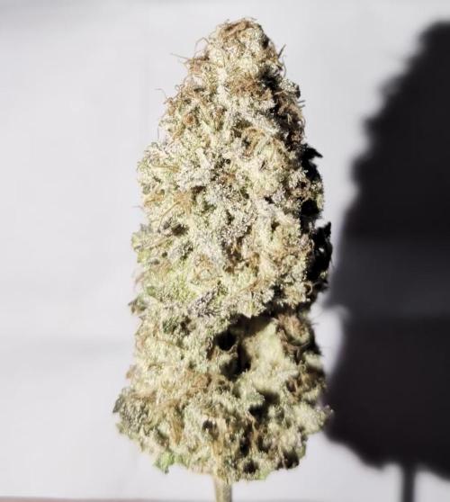 60x60cm - 3 Strain Grow