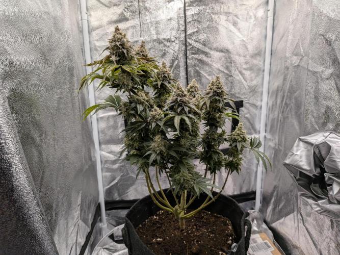 60x60cm - 3 Strain Grow - 100W. Week 16