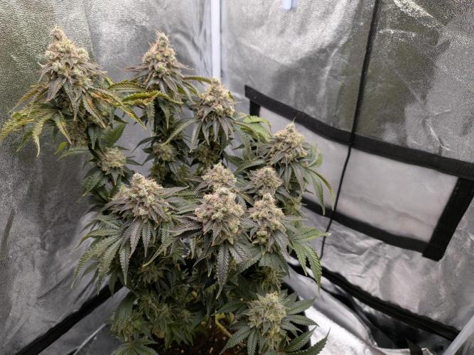 60x60cm - 3 Strain Grow - 100W. Week 16