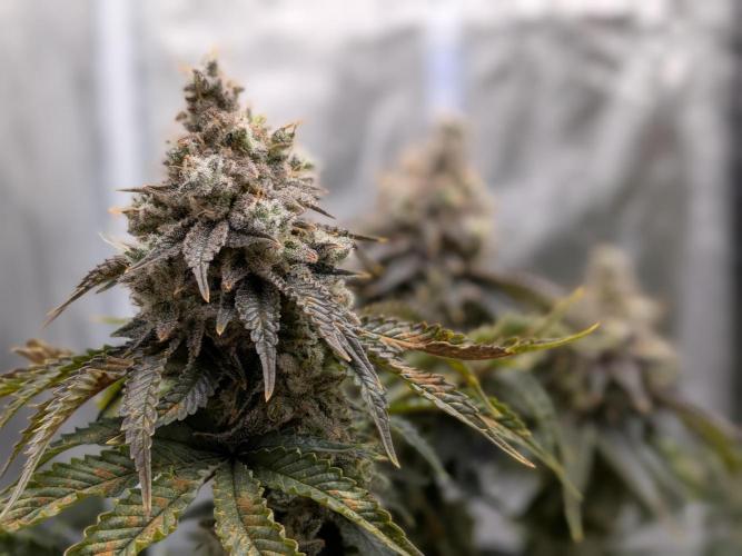 60x60cm - 3 Strain Grow - 100W. Week 16