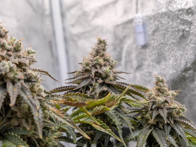 60x60cm - 3 Strain Grow - 100W. Week 16