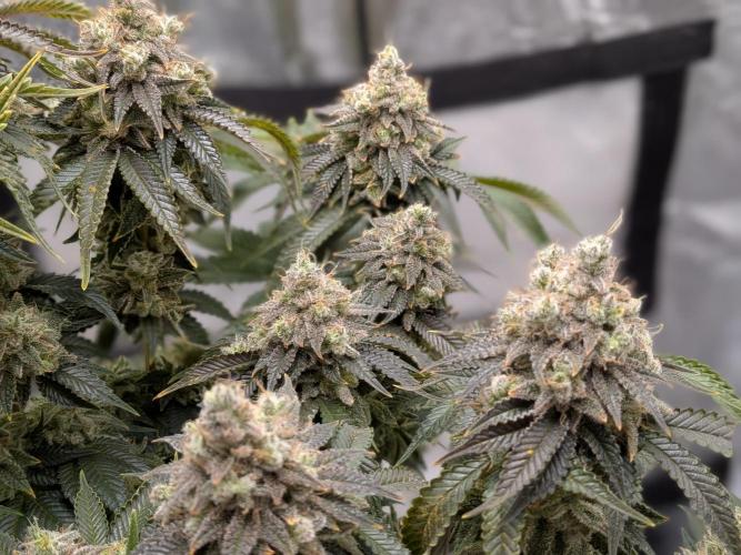 60x60cm - 3 Strain Grow - 100W. Week 16